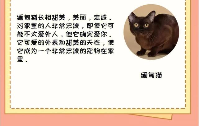 缅甸黑猫多少钱一只？缅甸猫大概多少钱！