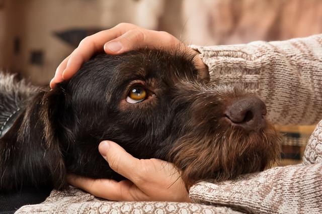 罗威纳犬市场价多少钱一只？罗威纳犬市场价多少钱一只幼犬！