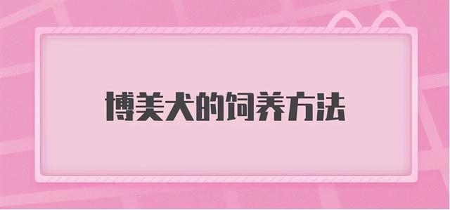 纯种博美犬多少钱一只可以买到健康的？纯种博美犬多少钱一只可以买到健康的狗粮！