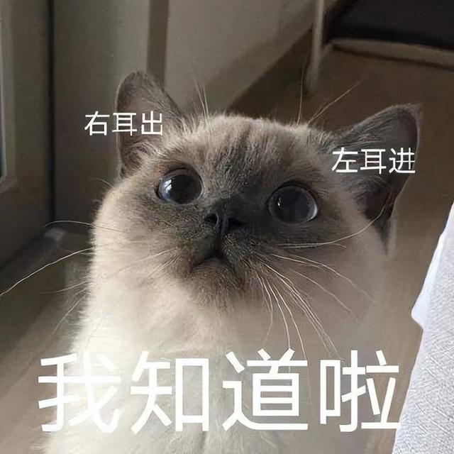 起司猫幼猫多少钱一只？起司猫猫多少钱一只！