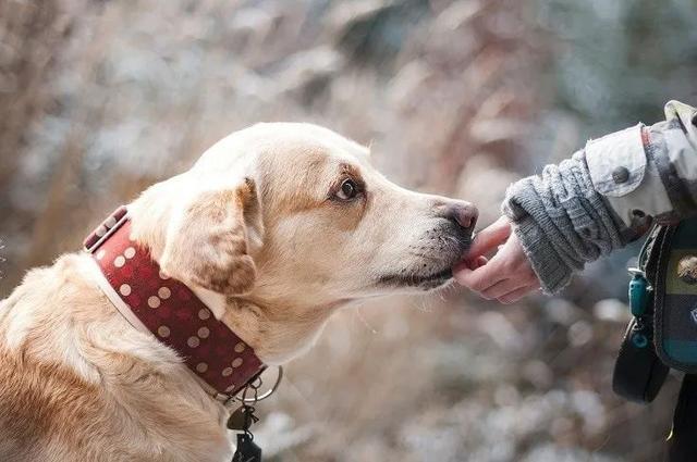 三色柯基犬价格大概多少钱一只？普通柯基犬价格大概多少钱一只！