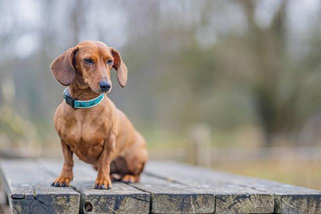 迷你长毛腊肠犬多少钱一只？迷你长毛腊肠犬多少钱一只图片