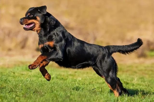 罗威纳犬图片价格？罗威纳犬图片价格_幼犬！