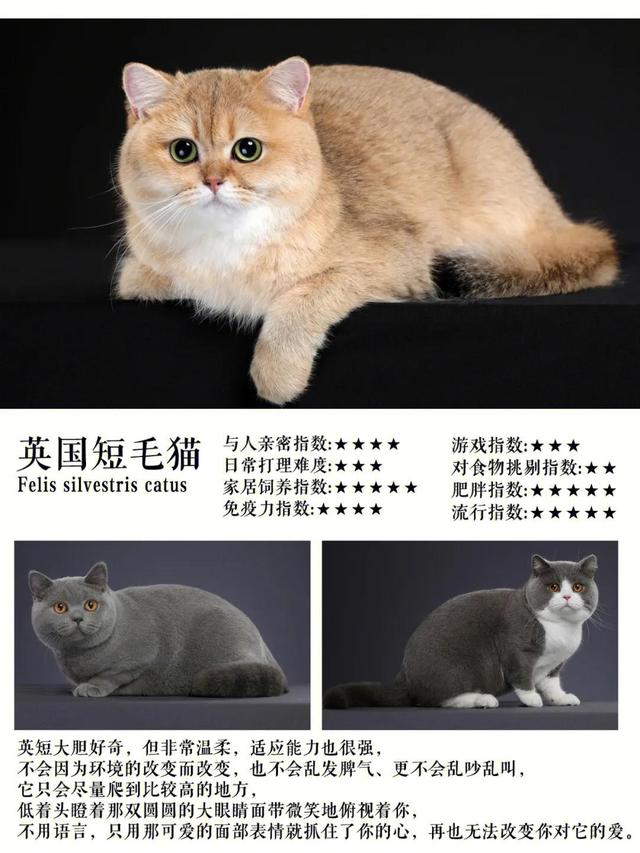 孟加拉豹猫最便宜的价位？十几万的孟加拉豹猫！