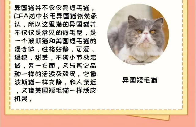 缅甸黑猫多少钱一只？缅甸猫大概多少钱！