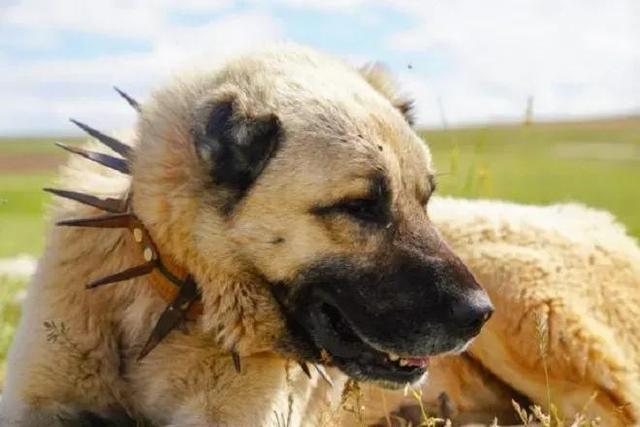 英国古代牧羊犬图片？英国古代牧羊犬图片大全！