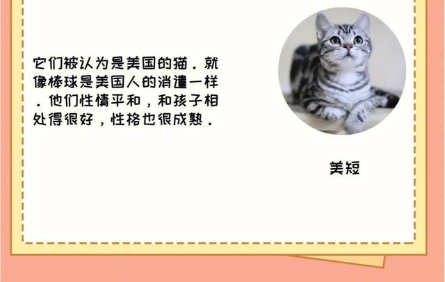 缅甸黑猫多少钱一只？缅甸猫大概多少钱！