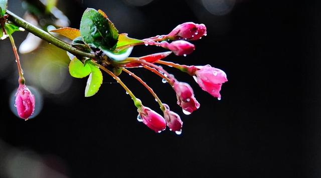 “惊蛰闻雷米如泥，春分有雨病人稀”，惊蛰下雨好不好？答案来了