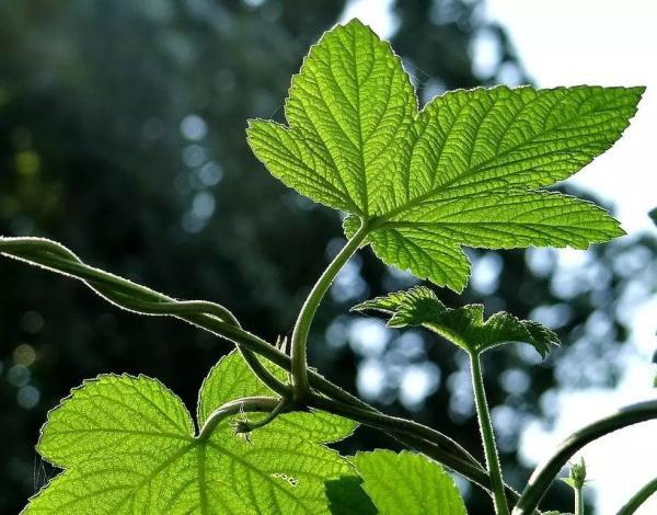 又到花粉过敏季！注意避让那些经常见到的它们→