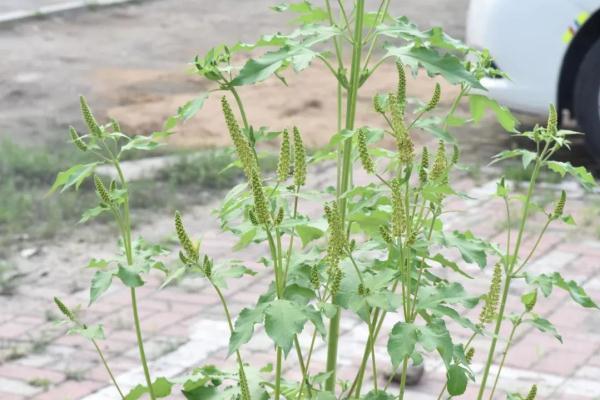 又到花粉过敏季！注意避让那些经常见到的它们→