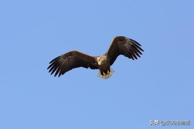 鹰、隼、雕、枭有什么区别！