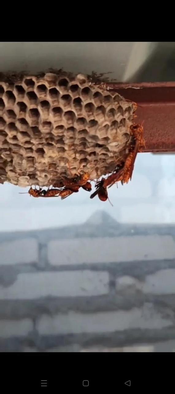 大黄蜂蛰人好可怕