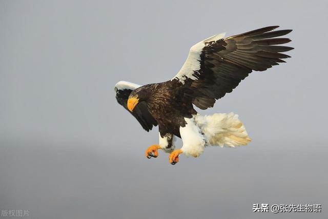 鹰、隼、雕、枭有什么区别！