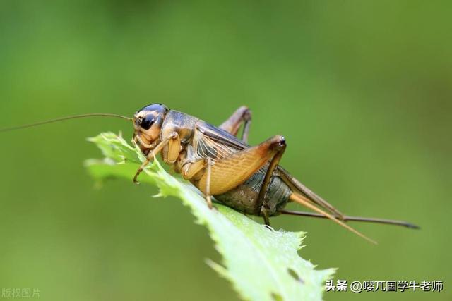 《笠翁对韵》第三十二讲：没有这个概念，人生很难兴旺