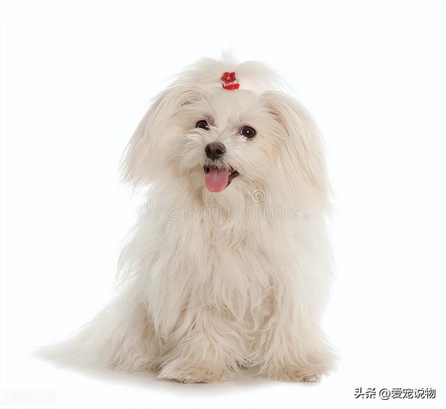 中古纪最古老的犬种，玛尔济斯犬真美呀