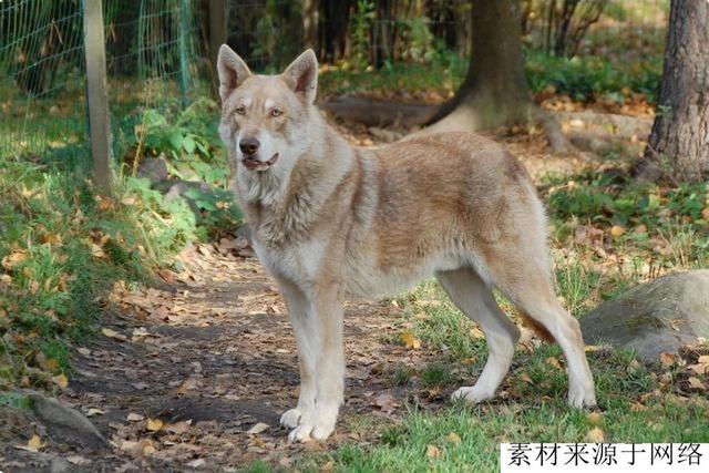 德国新育猛犬德牧与野狼回血而成，生性凶残，价格10万欧元起步