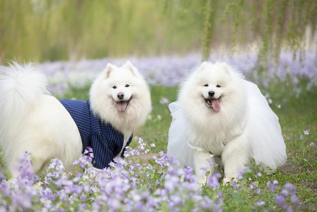 萨摩耶是大型犬还是中型犬？