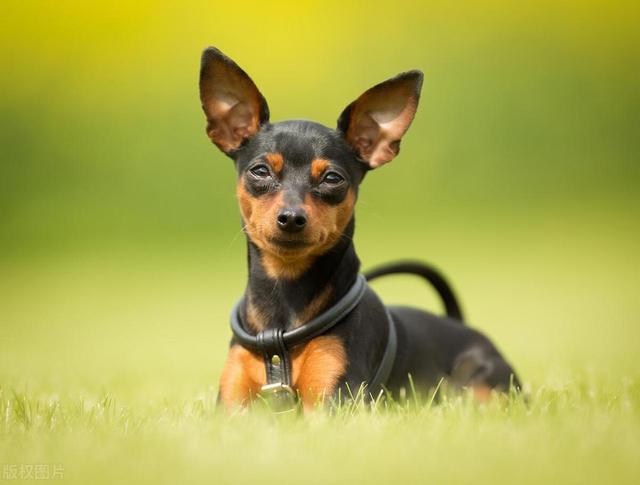 小鹿犬 因形态似鹿，又名鹿犬