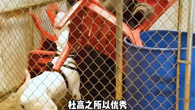 杜高犬绝对是被人工创造出来的优秀狗，但也是十大猛犬#杜高