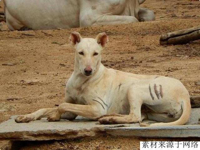 种烈性猛犬，无10年饲养经验不要碰，因为它们是猛犬中的火药桶"