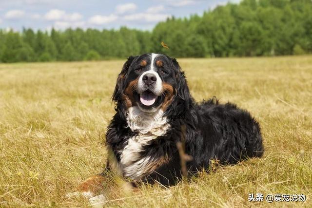 优良的家庭犬伯恩山，犬耐力好，不好斗，忠实易驯化