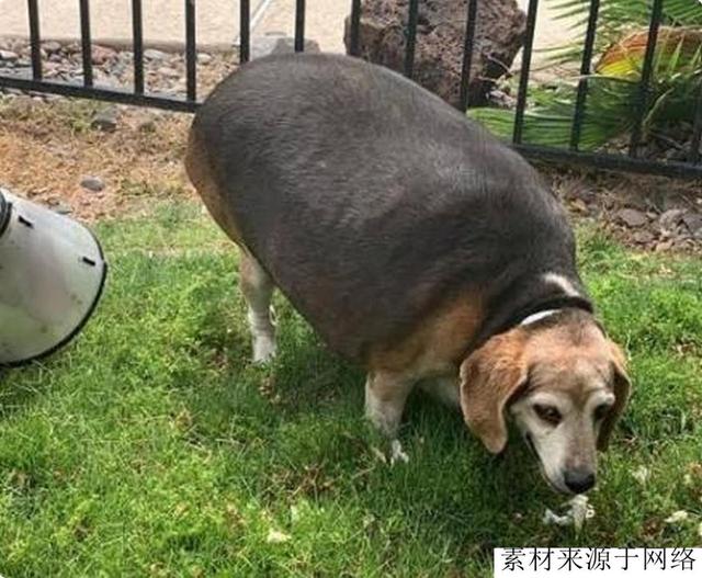 比格犬胖成“球”，重达80斤，被主人抛弃，励志减肥后，粉丝过万