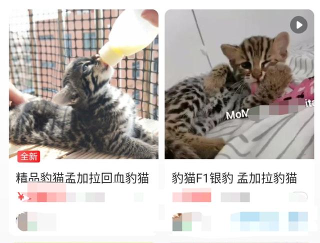 豹猫是保护动物吗，为什么网上有这么多售卖的？一般人别轻易养它