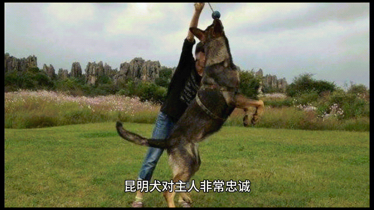中国自主培育的优秀犬种之一——昆明犬