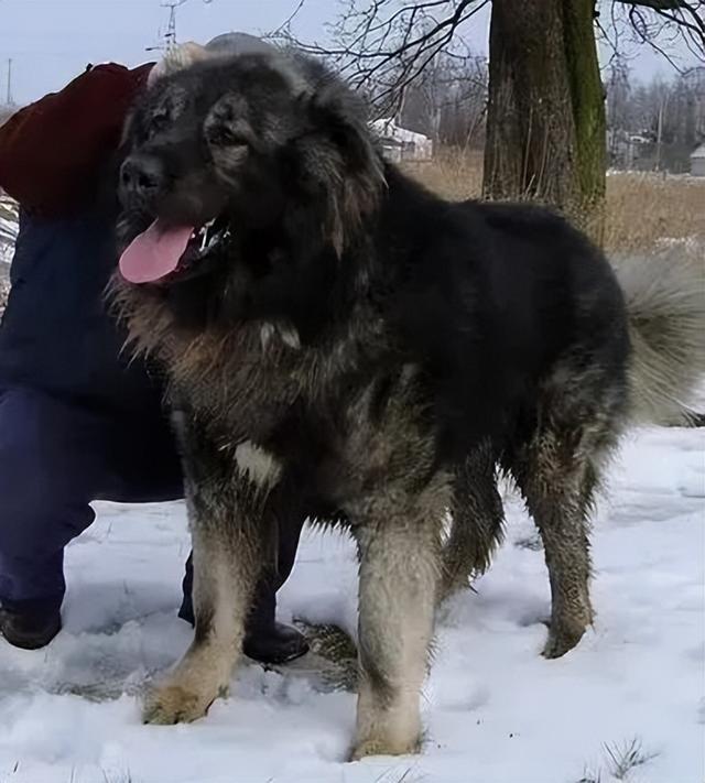 俄罗斯名犬有哪些？这两种狗狗你肯定见过