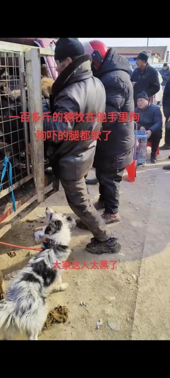 00来斤的德牧犬，被主人六七百元的价格卖给狗贩子，竟毫不心疼"