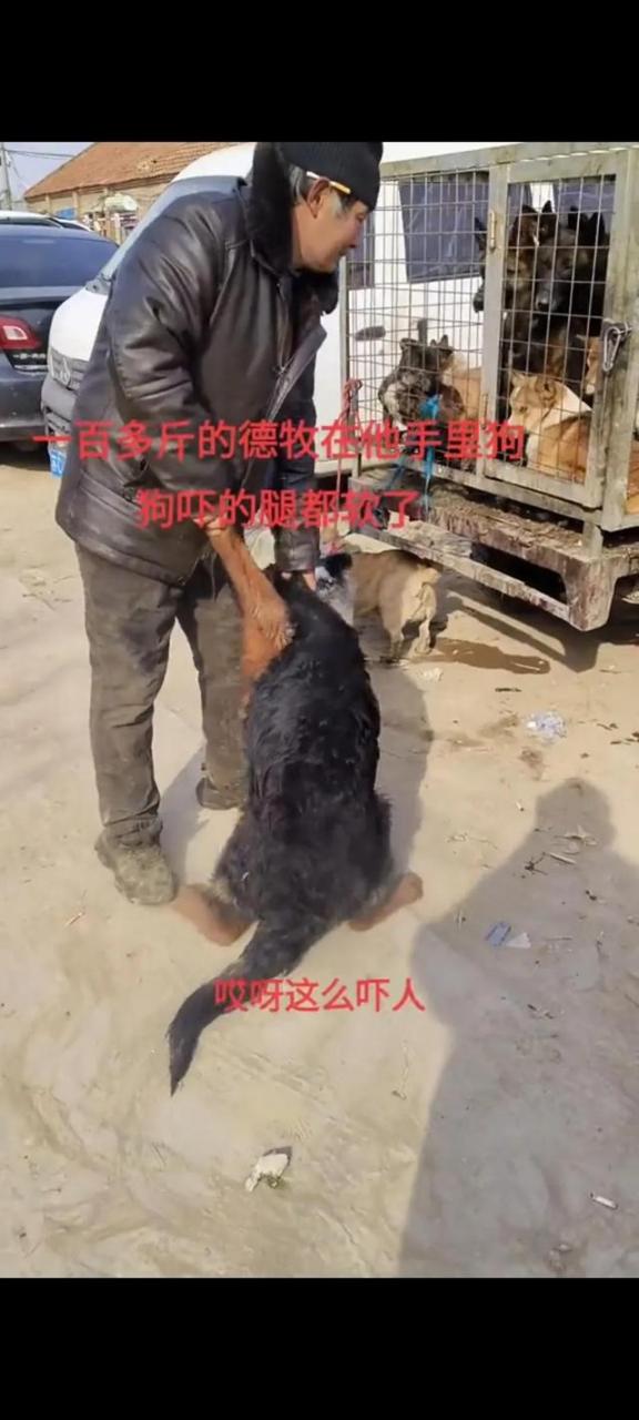 00来斤的德牧犬，被主人六七百元的价格卖给狗贩子，竟毫不心疼"