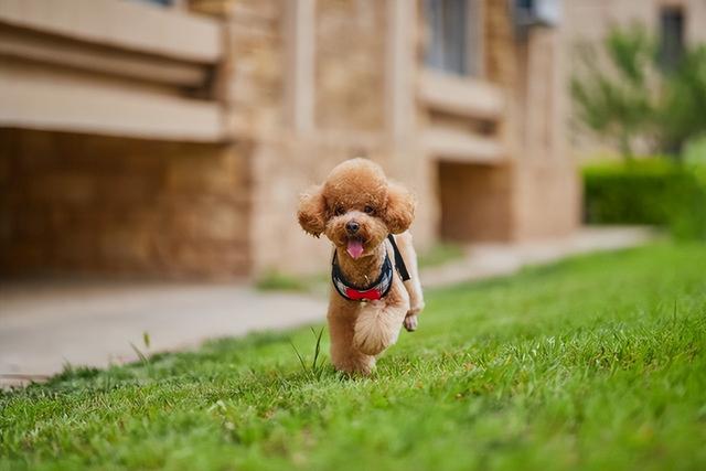 贵宾犬泰迪，那么贵的它你有多少了解呢？