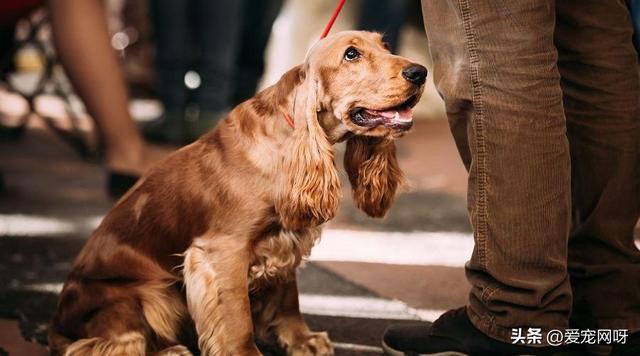 每天认识一种狗—英国可卡犬