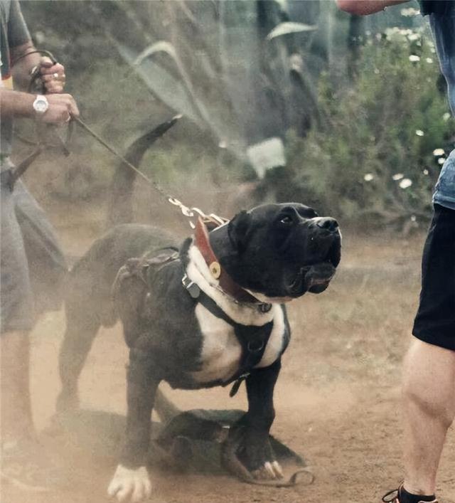 五大猛犬大揭秘！遇到它们要小心，训练饲养需耐心