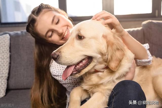 金毛寻回犬：世界犬种智商排行的第四名