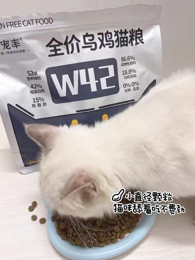 为什么“曼基康猫”逐渐退出宠物圈？这几点，很遭人嫌弃