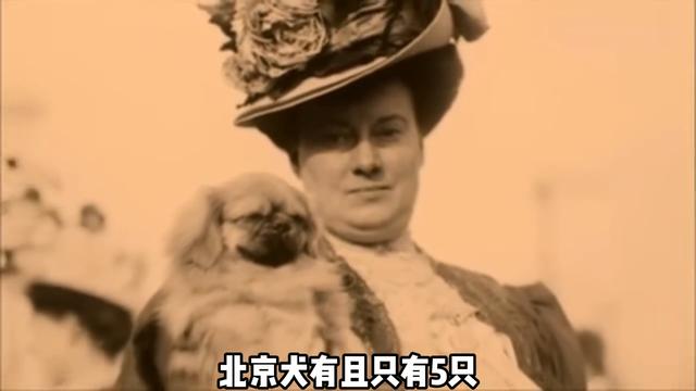 有多少养过北京犬京巴的家人们，出来暴露一下年龄#京巴