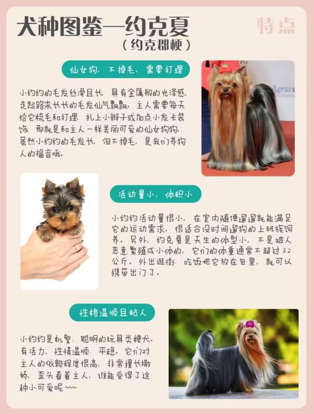 犬种图鉴-约克夏-约克郡梗（仙女狗狗）