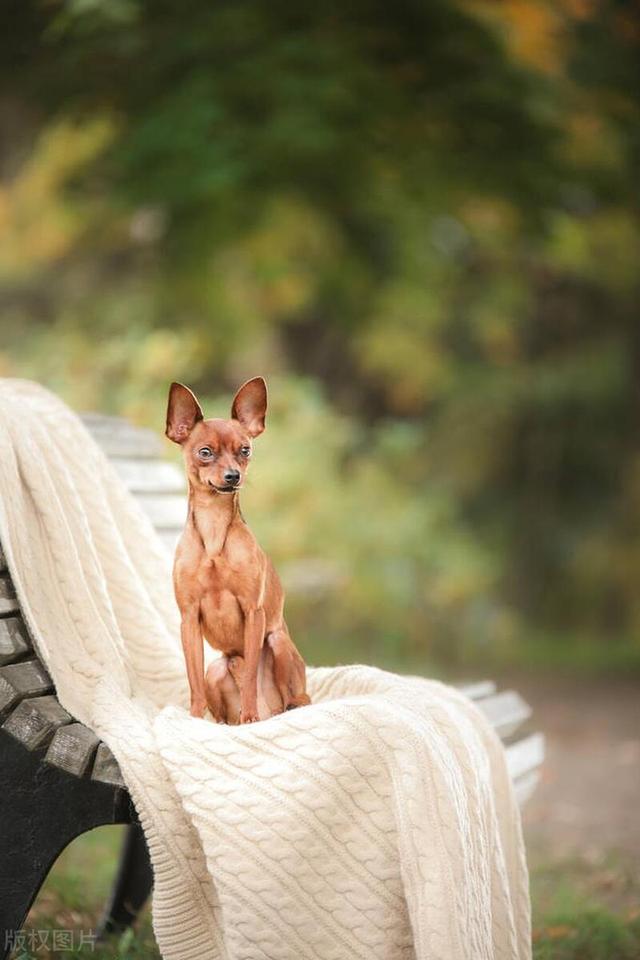 小鹿犬的喂养、训练与注意事项，新手养犬必备！