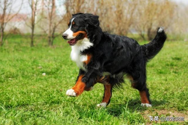 优良的家庭犬伯恩山，犬耐力好，不好斗，忠实易驯化