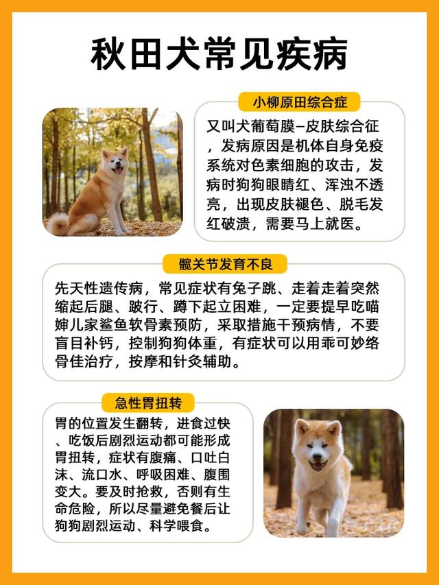 挑战每天认识一种狗—秋田犬