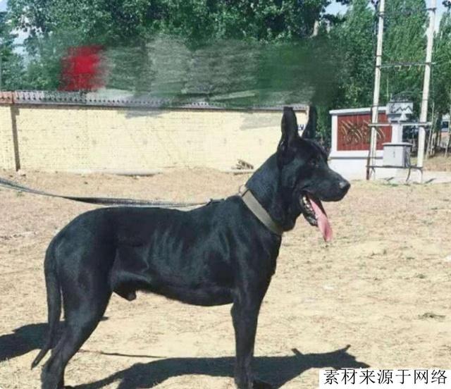 种国产狼犬，一种被称为“国之娇子”，另外一种是黑狼的后代"