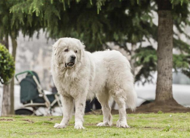 宠物狗系列之大白熊犬