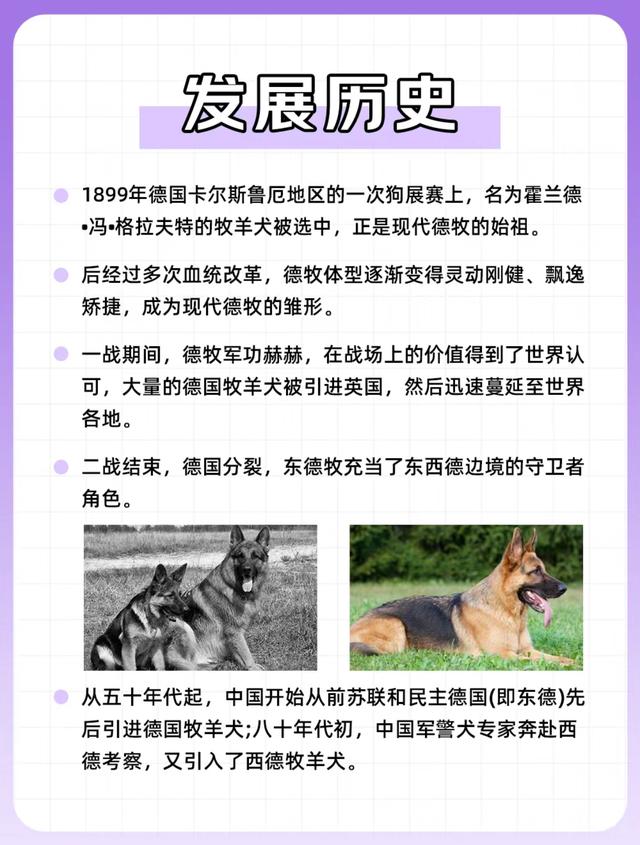 狗狗图鉴——德国牧羊犬（绝对服从的猛狗嘤嘤怪）