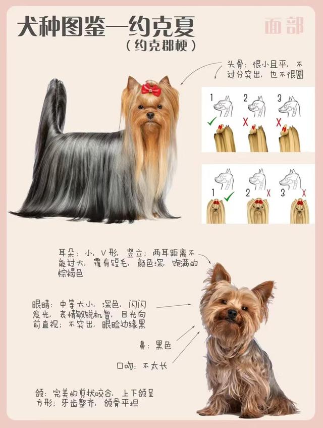 犬种图鉴-约克夏-约克郡梗（仙女狗狗）