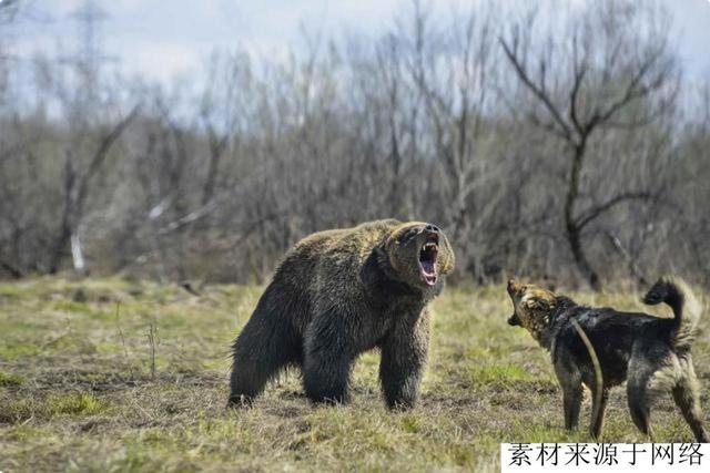 中国狼犬中的“中华四大神捕”，它被称为“小藏獒”粗狂彪悍