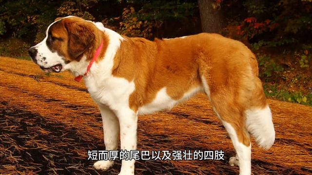 圣伯纳犬！