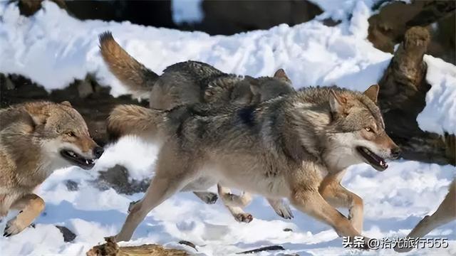 狗和狼能杂交出狼狗，假如碰上鬣狗，会生下什么样的后代？