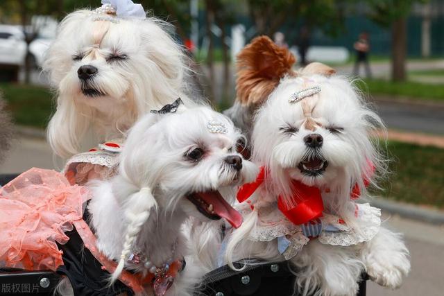 宠物狗系列之马尔济斯犬