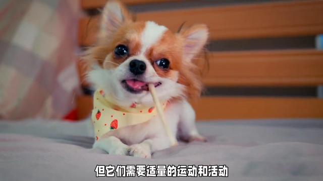 茶杯犬：小巧可爱的小型犬种，拥有活泼、友善、热情的性格